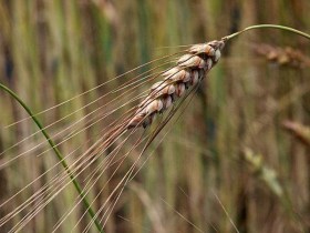 Barnapelyvás tönkebúza - emmer - búza - Triticum dicoccum